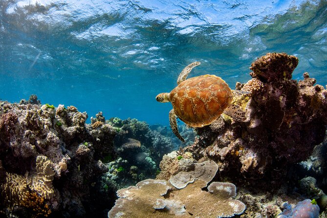 All Inclusive Great Barrier Reef Cruise w optional Scuba Diving - Is the $190.07 price good value?