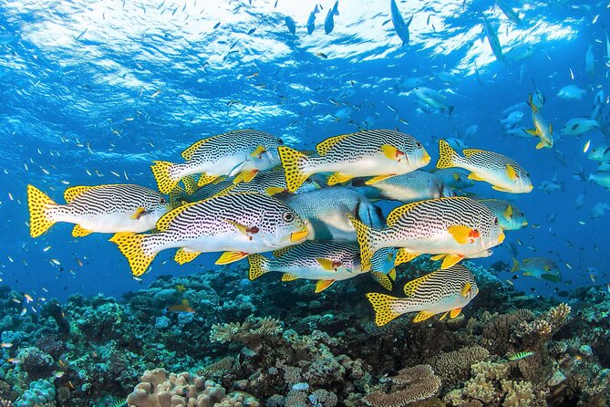 All Inclusive Great Barrier Reef Cruise w optional Scuba Diving - Booking, weather, and practical details