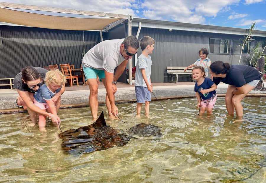 Anna Bay: Irukandji Entry Pass with Shallows Encounter - Meeting sharks without an aquarium window