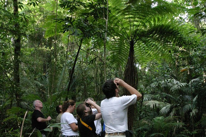 Atherton Tablelands Rain Forest by Night from Cairns - Key things to know before you book