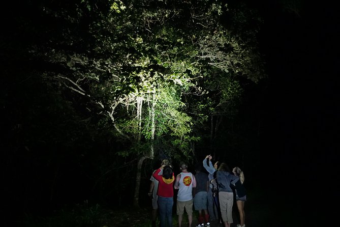 Atherton Tablelands Rain Forest by Night from Cairns - Daylight trails through the Atherton Tablelands