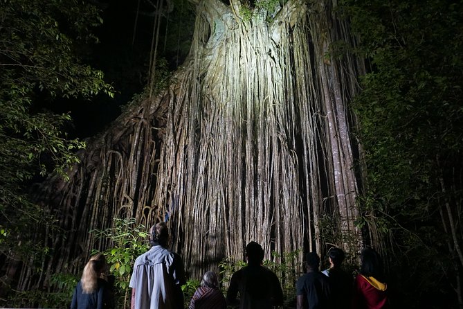 Atherton Tablelands Rain Forest by Night from Cairns - Dinner in historic Yungaburra