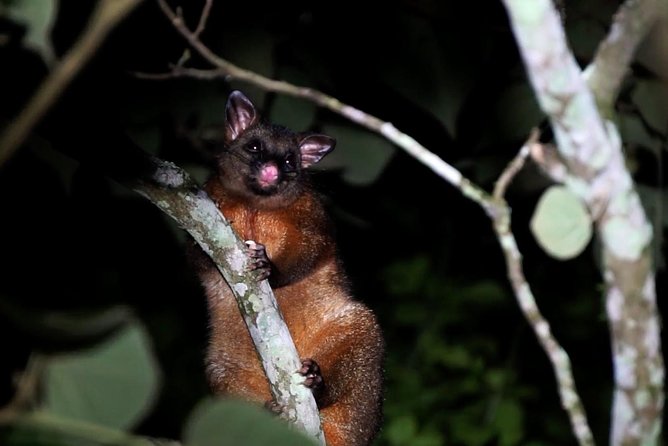 Atherton Tablelands Rain Forest by Night from Cairns - What the small group and equipment add