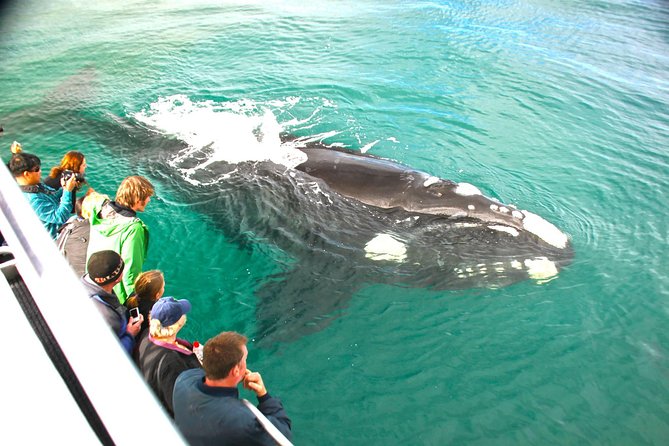 Augusta Whale Watching Eco Tour - The search for humpbacks, southern right whales, and blue whales