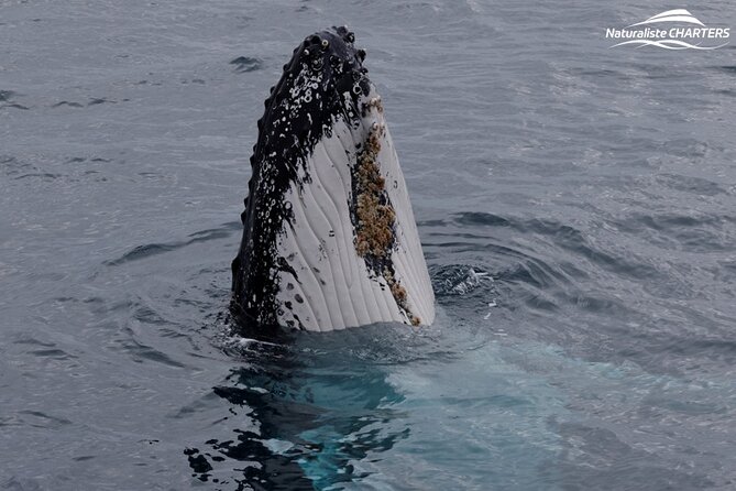 Augusta Whale Watching Eco Tour - More than whales: dolphins, seals, and sea birds