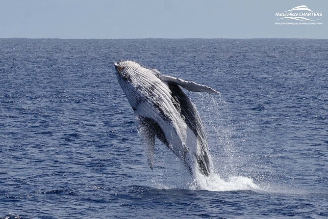 Augusta Whale Watching Eco Tour - What the crew adds to the trip