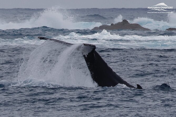 Augusta Whale Watching Eco Tour - Tea, biscuits, and the practical side of two and a half hours at sea