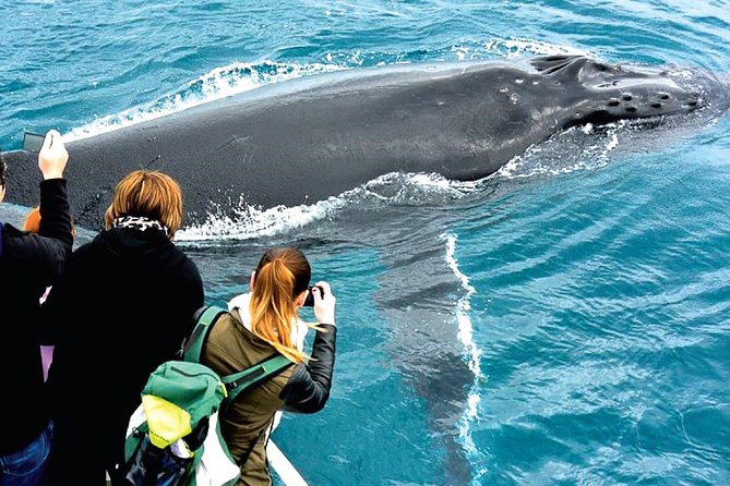 Augusta Whale Watching Eco Tour - Weather, cancellations, and the whale guarantee