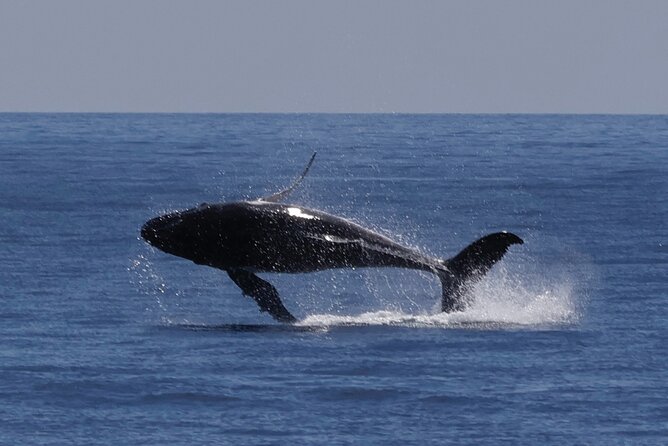 Augusta Whale Watching Eco Tour - Calves, tail slaps, and the moments you cannot plan