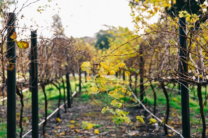 Australian Wine Discovery Tour Ticket - Making Time for the Botanic Gardens