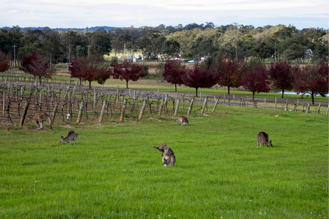 Award-Winning Hunter Valley Wine & Cheese Tour from Sydney - Hunter Valley Gardens and the return through the valley