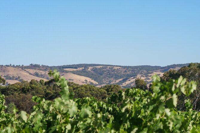 Barossa Bespoke Tours-A private, wine tour to the Barossa Valley - Two morning cellar doors before lunch