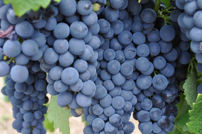 Barossa Valley Cellar Door Small Group Tour - The guides are a major part of the day