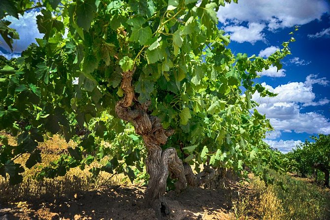 Barossa Valley Full-Day Tour - Mengler Hill gives the day a proper finish