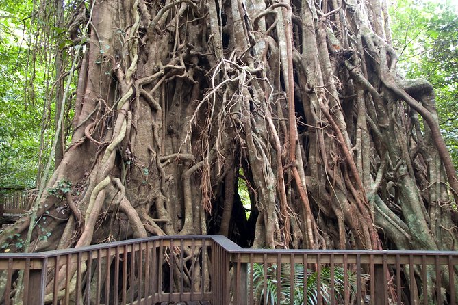 Barron Gorge and Kuranda National Park Half Day Rainforest and Waterfall 4WD Tour from Cairns - Quick points before you book