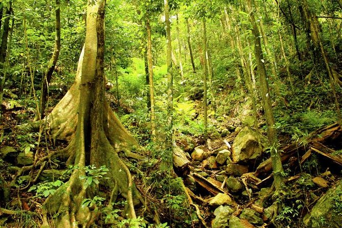 Barron Gorge and Kuranda National Park Half Day Rainforest and Waterfall 4WD Tour from Cairns - Morning or afternoon: which works better?