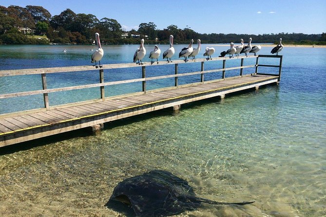 Batemans Bay Oyster Tasting Kayak Tour - Paddling through the working oyster farms