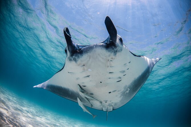 Best of Ningaloo Mantas and More - Key points to know before you book