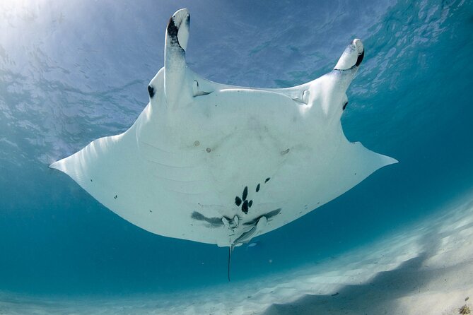 Best of Ningaloo Mantas and More - Why this Ningaloo trip is more than a manta outing