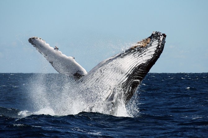 Best of Ningaloo Mantas and More - Mantas, sharks, turtles, and the luck of the sea