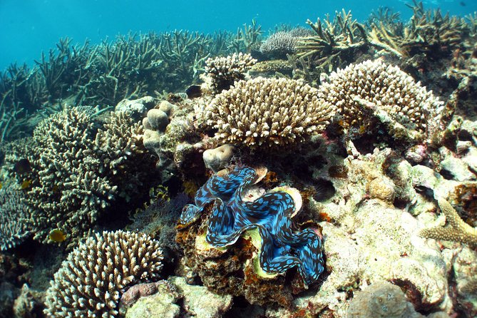 Best of Ningaloo Mantas and More - Is $251.04 a fair price?