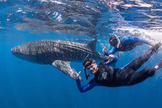Best of Ningaloo Mantas and More - Who will get the most from this day?