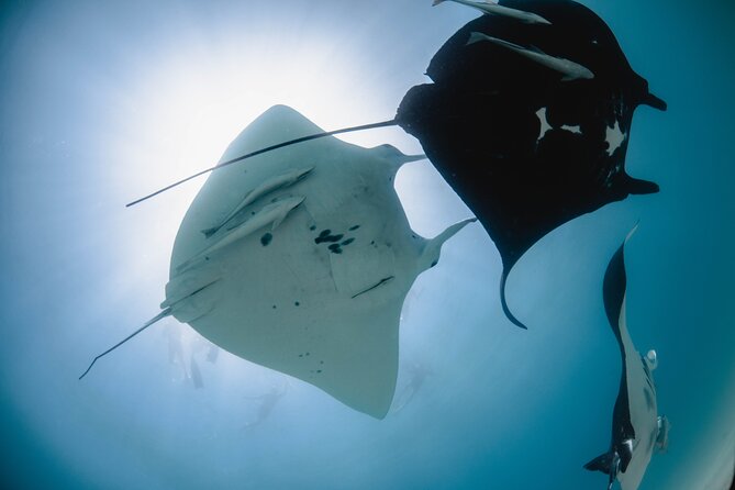 Best of Ningaloo Mantas and More - Leaving Coral Bay for Ningaloo Marine Interactions
