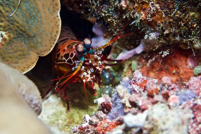 Blue Dive Private Guided Scuba Dive Cairns - Support for beginners, rusty divers, and mixed groups