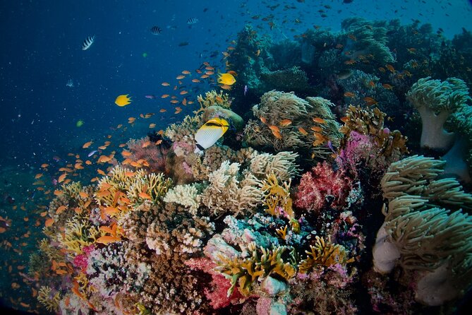 Blue Dive Private Guided Scuba Dive Cairns - Marine life, coral, and the value of a guide