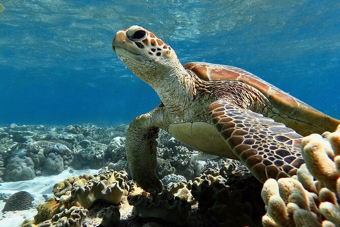 Blue Dive Private Guided Scuba Dive Cairns - Lunch, breaks, and the long return to Cairns
