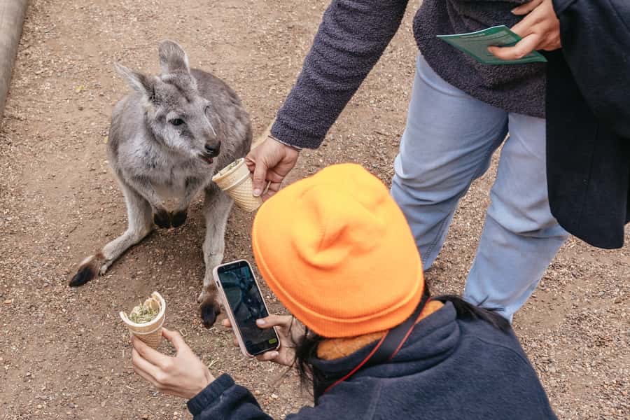 Blue Mountain: Small-Group Tour with Lunch & Scenic World - Lunch in the mountains