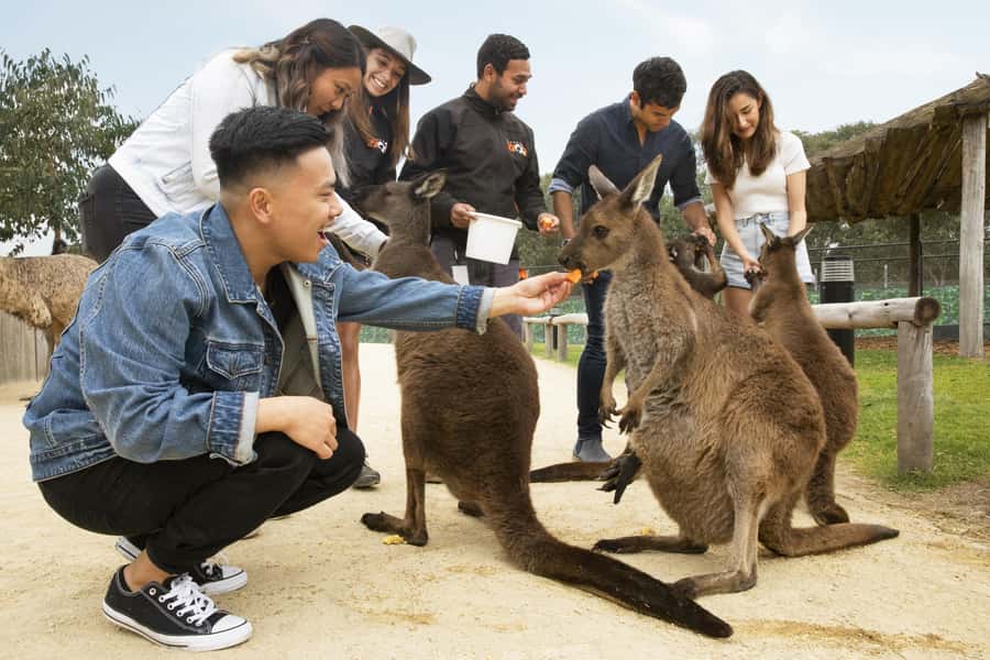 Blue Mountains Adventure: Scenic World, Zoo & Koala Photo - Sydney Zoo and the koala photograph