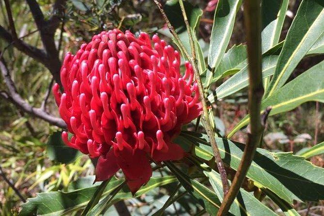 Blue Mountains Day Tour Including Parramatta River Cruise - The ferry back through Parramatta River is the smart finish
