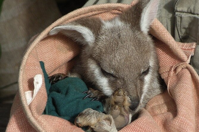 Blue Mountains Day Tour With Bushwalks, Waterfalls & Featherdale - What the guides add to the day