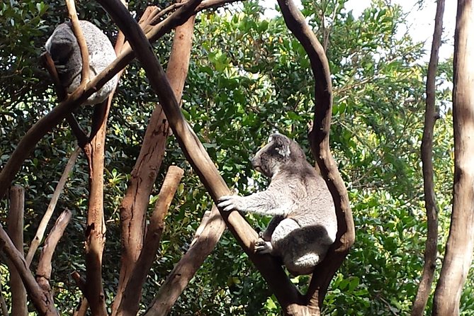 Blue Mountains Day Tour With Bushwalks, Waterfalls & Featherdale - Wentworth Falls and the first taste of the bush