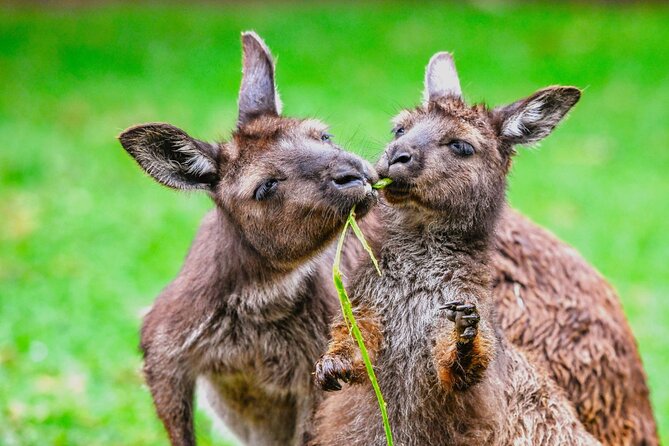 Blue Mountains Day Tour with Wildlife and Scenic World Entry - The optional river cruise changes the return
