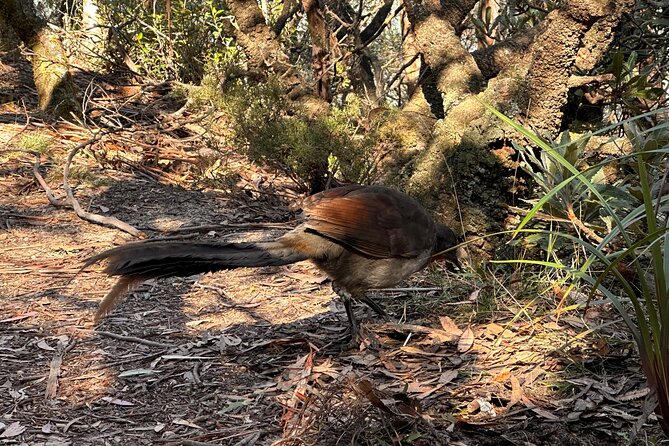 Blue Mountains Full Day Guided Tour - How the guides shape the day