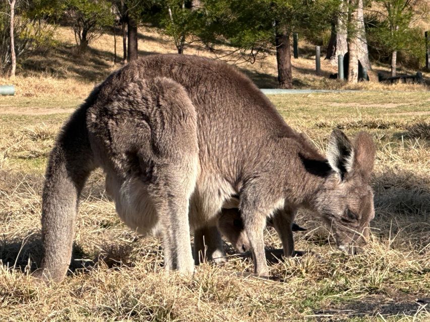 Blue Mountains: Full Day Guided Tour with Lunch - What the 4WD setup means for comfort