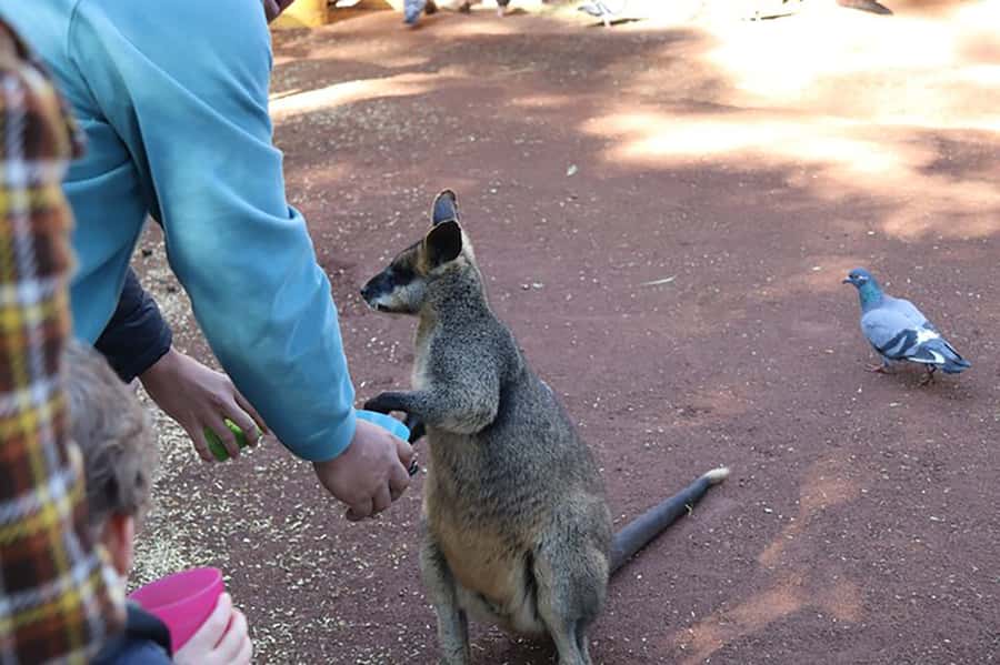 Blue Mountains: Private Tour with Wildlife and River Cruise - Featherdale brings Australian wildlife into the day