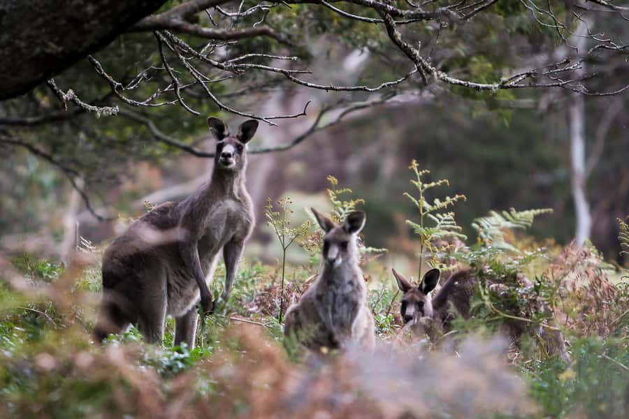 Blue Mountains Sunset Waterfalls Wildlife Tour From Sydney - Glenbrook gives you a useful first pause