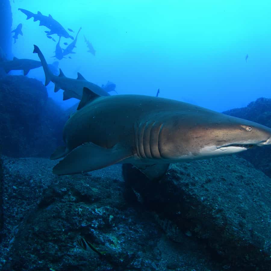 Bondi: Shark Dive at Bushrangers Bay for Certified Divers - Meeting the sharks at Bushrangers Bay