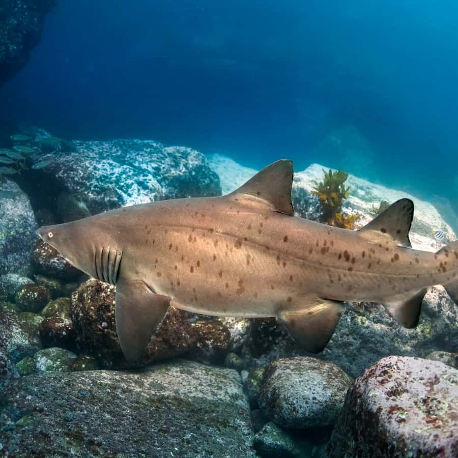Bondi: Shark Dive at Bushrangers Bay for Certified Divers - Leaving Bondi for the South Coast