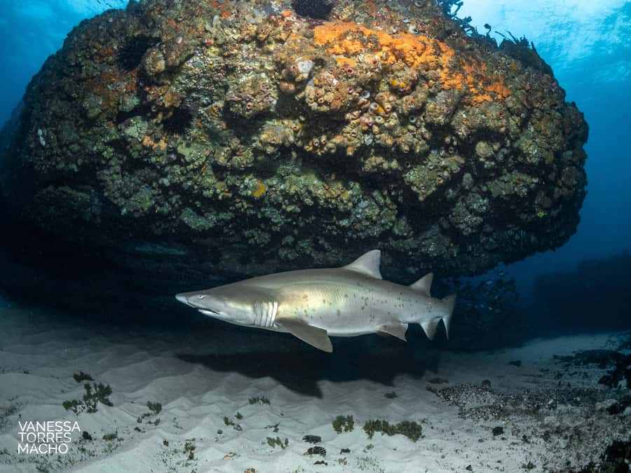 Bondi: Shark Dive at Bushrangers Bay for Certified Divers - First 1.5-hour session with the grey nurse sharks