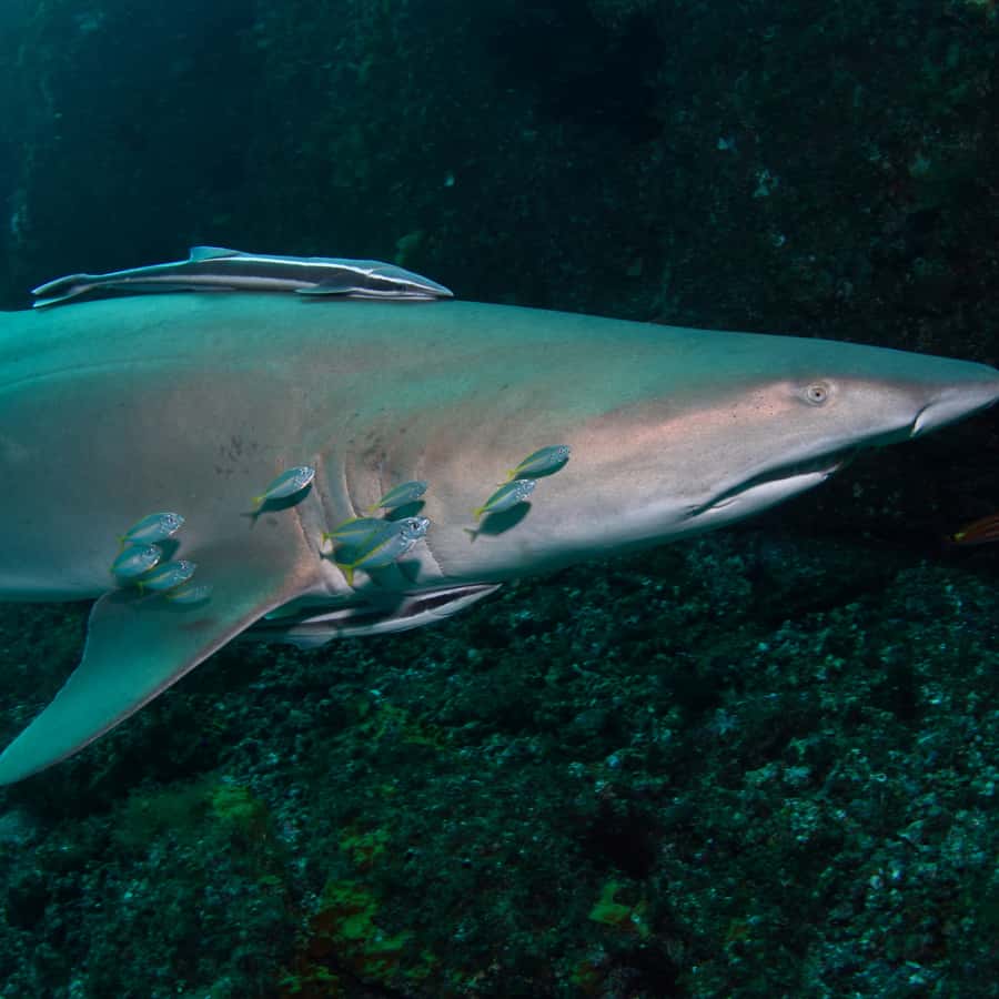 Bondi: Shark Dive at Bushrangers Bay for Certified Divers - The guides and the safety balance