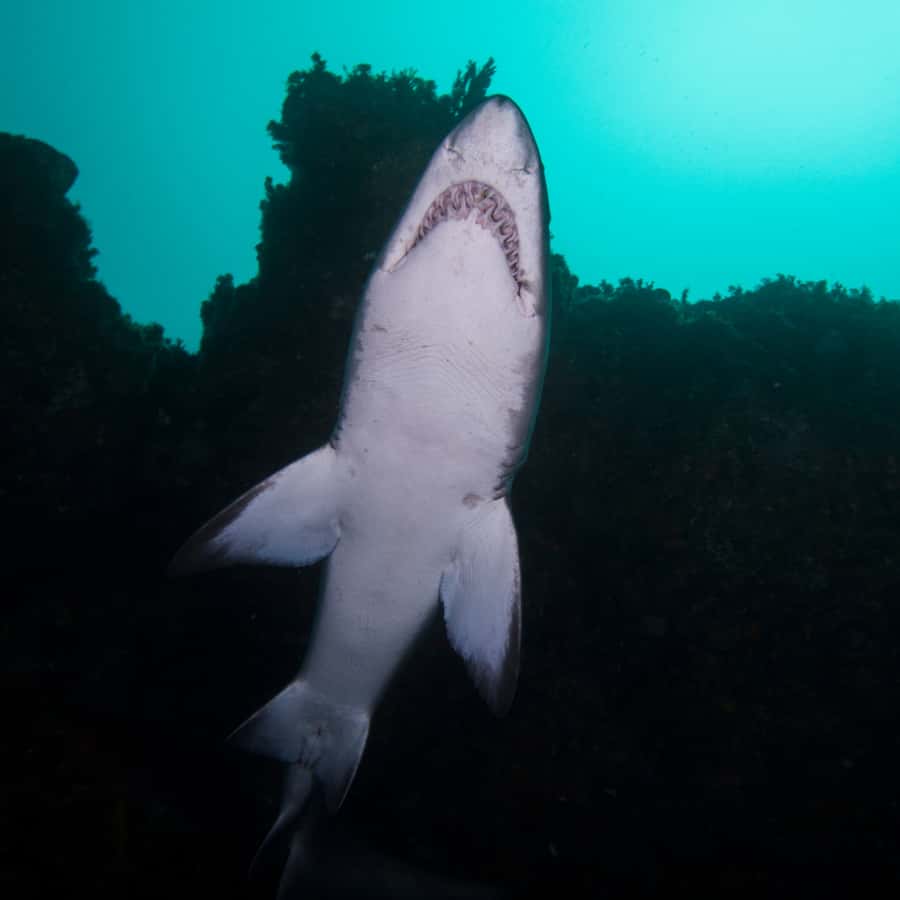 Bondi: Shark Dive at Bushrangers Bay for Certified Divers - Who should book this shark encounter?