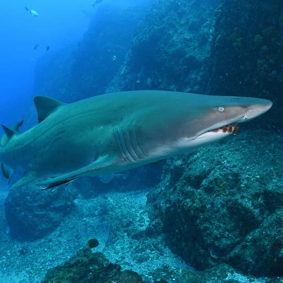 Bondi: Shark Dive at Bushrangers Bay for Certified Divers - Getting ready with a five-person group