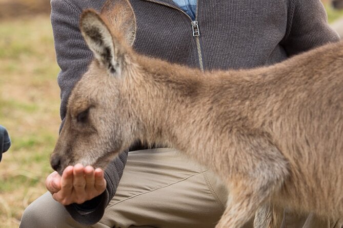 Bonorong Wildlife Park and Richmond Afternoon Tour from Hobart - Why Bonorong is the real reason to go