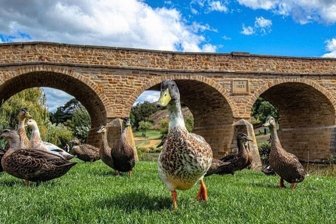 Bonorong Wildlife Park and Richmond Afternoon Tour from Hobart - The timing tradeoff at 1 pm