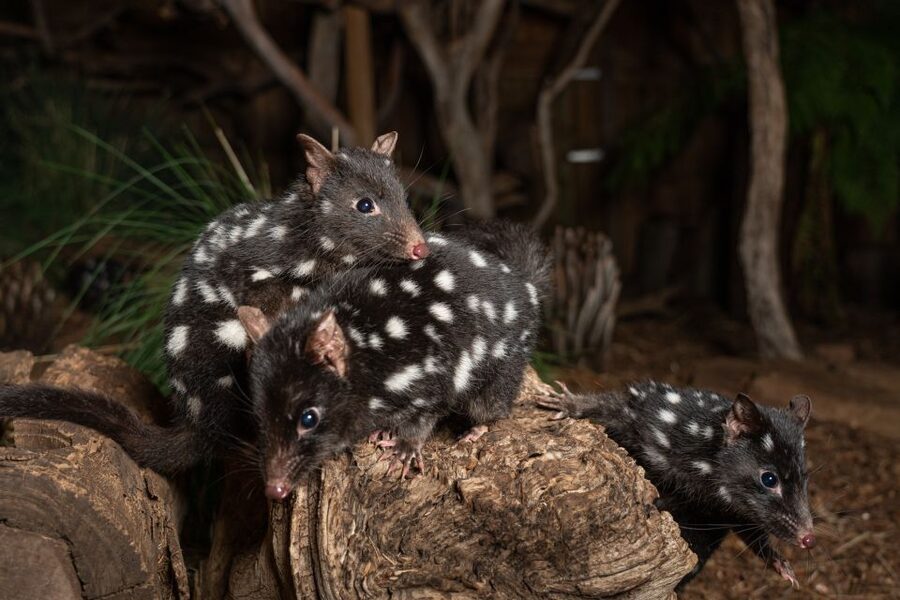 Bonorong Wildlife Sanctuary Guided Night Tour - Key points at a glance