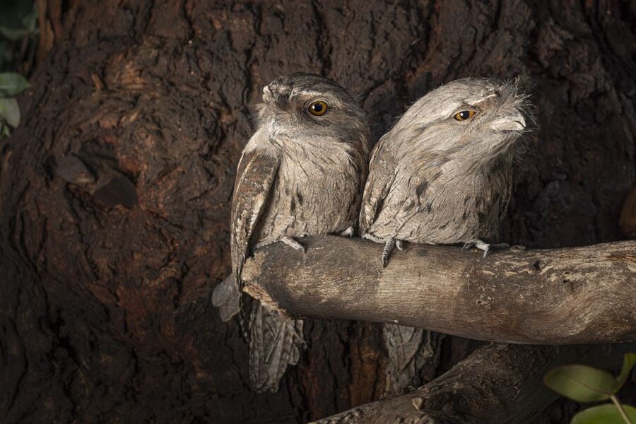 Bonorong Wildlife Sanctuary Guided Night Tour - Why the night tour feels different from a normal wildlife visit